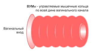 Тренажер для інтимних м'язів Муранівского: як використовувати, не зашкодивши собі