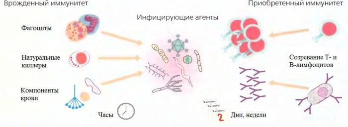 Вільні радикали і антиоксиданти: зміст в овочах і фруктах