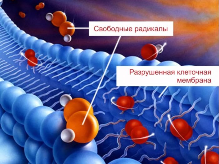 Вільні радикали і антиоксиданти: зміст в овочах і фруктах